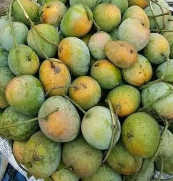Gopalbhog (গোপালভোগ) - Image 3