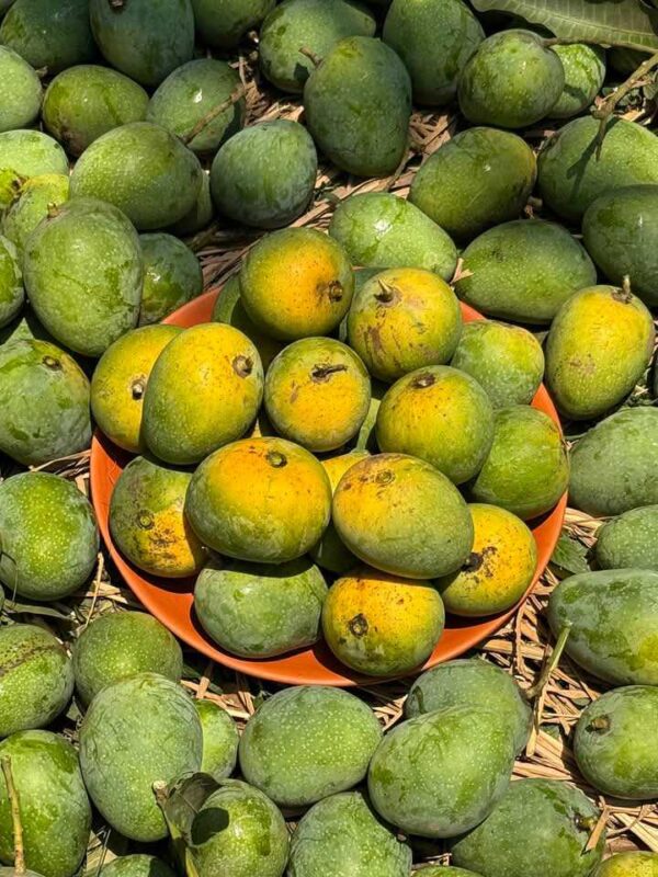 Gopalbhog (গোপালভোগ) - Image 2