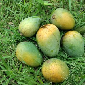 Gopalbhog (গোপালভোগ)