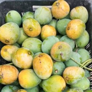 Himsagor ( হিমসাগর) - 12 KG