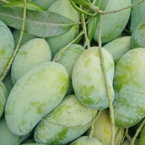 Amrapali (আম্রপালি) - 20 KG
