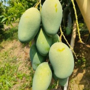 Amrapali (আম্রপালি)
