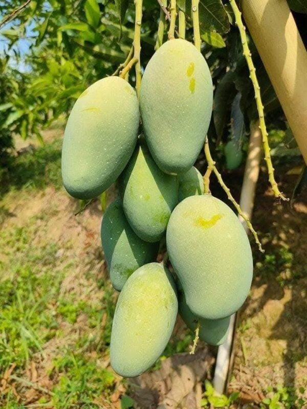 Amrapali (আম্রপালি)